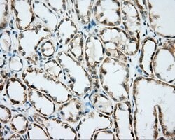 BSG Mouse anti-Human, Clone: OTI5E1, lyophilized, TrueMAB 100 &mu;g; Unconjugated:Antibodies,