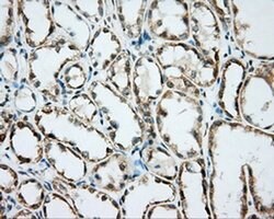 BSG Monoclonal Antibody (OTI5E1), TrueMAB , OriGene 100 &mu;L; Unconjugated:Antibodies,