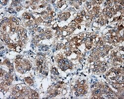 BSG Mouse anti-Human, Clone: OTI5E1, lyophilized, TrueMAB 100 &mu;g; Unconjugated:Antibodies,