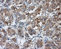 BSG Monoclonal Antibody (OTI5E1), TrueMAB , OriGene 100 &mu;L; Unconjugated:Antibodies,