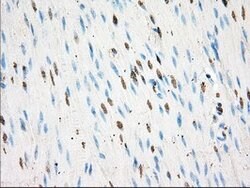 BSG Mouse anti-Human, Clone: OTI3H1, lyophilized, TrueMAB 100 &mu;g; Unconjugated:Antibodies,