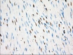 BSG Monoclonal Antibody (OTI3H1), TrueMAB , OriGene 30 &mu;L; Unconjugated:Antibodies,