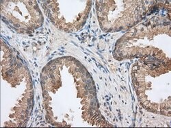 BSG Mouse anti-Canine, Human, Rat, Clone: OTI9H5, lyophilized, TrueMAB