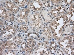 BSG Mouse anti-Canine, Human, Rat, Clone: OTI9H5, lyophilized, TrueMAB