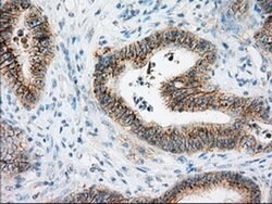 BSG Monoclonal Antibody (OTI7A7), TrueMAB , OriGene 100 &mu;L; Unconjugated:Antibodies,