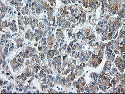 BSG Monoclonal Antibody (OTI7A7), TrueMAB , OriGene 100 &mu;L; Unconjugated:Antibodies,