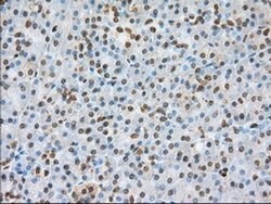 BSG Mouse anti-Human, Clone: OTI4E4, liquid, TrueMAB 100 &mu;L; Unconjugated:Antibodies,