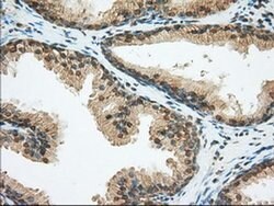 BSG Mouse anti-Human, Clone: OTI4E4, liquid, TrueMAB 100 &mu;L; Unconjugated:Antibodies,