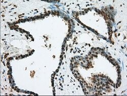 BSG Mouse anti-Human, Clone: OTI4E4, liquid, TrueMAB 100 &mu;L; Unconjugated:Antibodies,