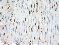 BSG Mouse anti-Human, Clone: OTI4E4, liquid, TrueMAB 100 &mu;L; Unconjugated:Antibodies,