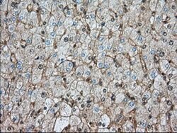 BSG Mouse anti-Human, Clone: OTI4E4, liquid, TrueMAB 100 &mu;L; Unconjugated:Antibodies,