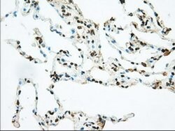 BSG Mouse anti-Human, Clone: OTI4E4, liquid, TrueMAB 100 &mu;L; Unconjugated:Antibodies,