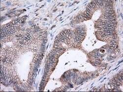 BSG Monoclonal Antibody (OTI4D3), TrueMAB , OriGene 100 &mu;L; Unconjugated:Antibodies,