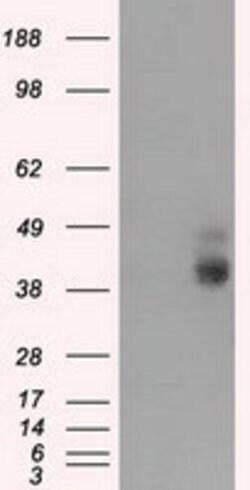BSG Mouse anti-Human, Clone: OTI5E1, lyophilized, TrueMAB 100 &mu;g; Unconjugated:Antibodies,