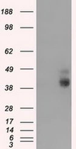 BSG Monoclonal Antibody (OTI5E1), TrueMAB , OriGene 100 &mu;L; Unconjugated:Antibodies,