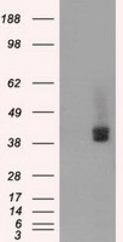 BSG Mouse anti-Human, Clone: OTI3H1, lyophilized, TrueMAB 100 &mu;g; Unconjugated:Antibodies,