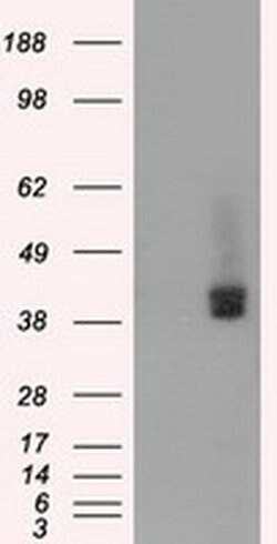 BSG Monoclonal Antibody (OTI3H1), TrueMAB , OriGene 30 &mu;L; Unconjugated:Antibodies,