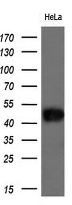 BSG Mouse anti-Human, Clone: OTI3H1, lyophilized, TrueMAB 100 &mu;g; Unconjugated:Antibodies,