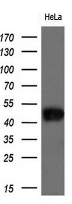 BSG Monoclonal Antibody (OTI3H1), TrueMAB , OriGene 30 &mu;L; Unconjugated:Antibodies,
