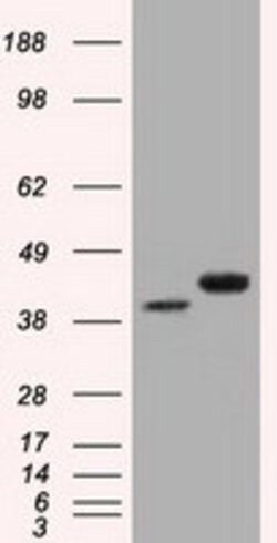 BSG Mouse anti-Canine, Human, Rat, Clone: OTI9H5, lyophilized, TrueMAB