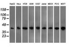 BSG Mouse anti-Canine, Human, Rat, Clone: OTI9H5, lyophilized, TrueMAB