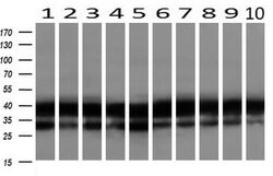 BSG Mouse anti-Canine, Human, Rat, Clone: OTI9H5, lyophilized, TrueMAB