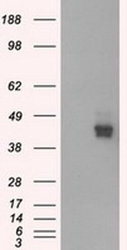 BSG Monoclonal Antibody (OTI7A7), TrueMAB , OriGene 100 &mu;L; Unconjugated:Antibodies,