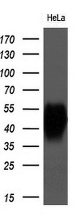 BSG Monoclonal Antibody (OTI7A7), TrueMAB , OriGene 100 &mu;L; Unconjugated:Antibodies,