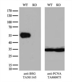 BSG Monoclonal Antibody (OTI7A7), TrueMAB , OriGene 100 &mu;L; Unconjugated:Antibodies,