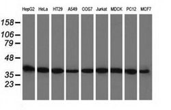 BSG Monoclonal Antibody (OTI10E10), TrueMAB , OriGene 30 &mu;L; Unconjugated:Antibodies,