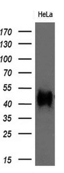 BSG Monoclonal Antibody (OTI5D8), TrueMAB , OriGene 100 &mu;L; Unconjugated:Antibodies,