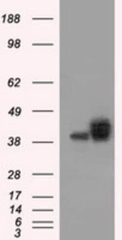 BSG Mouse anti-Human, Clone: OTI4E4, lyophilized, TrueMAB 100 &mu;g; Unconjugated:Antibodies,