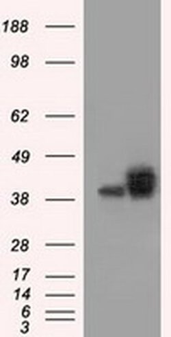 BSG Mouse anti-Human, Clone: OTI4E4, liquid, TrueMAB 100 &mu;L; Unconjugated:Antibodies,