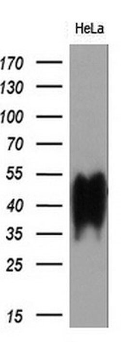 BSG Mouse anti-Human, Clone: OTI4E4, liquid, TrueMAB 100 &mu;L; Unconjugated:Antibodies,