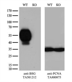 BSG Mouse anti-Human, Clone: OTI4E4, lyophilized, TrueMAB 100 &mu;g; Unconjugated:Antibodies,
