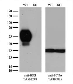 BSG Monoclonal Antibody (OTI4D3), TrueMAB , OriGene 100 &mu;L; Unconjugated:Antibodies,