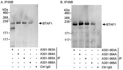 BTAF1 Rabbit anti-Human, Polyclonal, Bethyl Laboratories 100 &mu;L; Unconjugated:Antibodies,