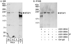 BTAF1 Rabbit anti-Human, Polyclonal, Bethyl Laboratories 100 &mu;l; Unlabeled:Antibodies,