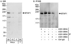BTAF1 Rabbit anti-Human, Polyclonal, Bethyl Laboratories 100 &mu;L; Unconjugated:Antibodies,