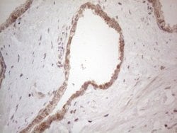 BTBD10 Monoclonal Antibody (OTI7D3), TrueMAB , OriGene 100 &mu;L; Unconjugated:Antibodies,