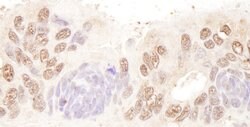 BTF Rabbit anti-Human, Polyclonal, Bethyl Laboratories 100 &mu;L; Unconjugated:Antibodies,