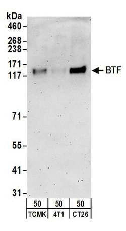 BTF Rabbit anti-Human, Mouse, Polyclonal, Bethyl Laboratories 100 &mu;L;