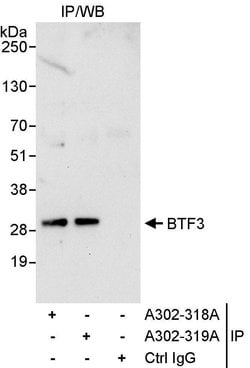 BTF3 Rabbit anti-Human, Polyclonal, Bethyl Laboratories 10 &mu;L; Unconjugated:Antibodies,
