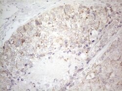 BTG2 Mouse anti-Human, Clone: OTI4C10, lyophilized, TrueMAB 100 &mu;g;