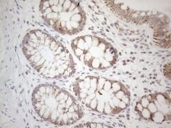 BTG2 Mouse anti-Human, Clone: OTI4C10, lyophilized, TrueMAB 100 &mu;g;