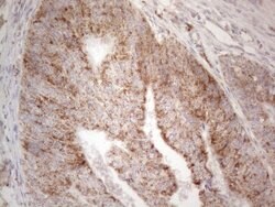 BTG2 Mouse anti-Human, Clone: OTI4C10, lyophilized, TrueMAB 100 &mu;g;