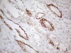 BTG2 Mouse anti-Human, Clone: OTI4C10, lyophilized, TrueMAB 100 &mu;g;