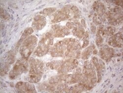 BTG2 Mouse anti-Human, Clone: OTI4C10, lyophilized, TrueMAB 100 &mu;g;