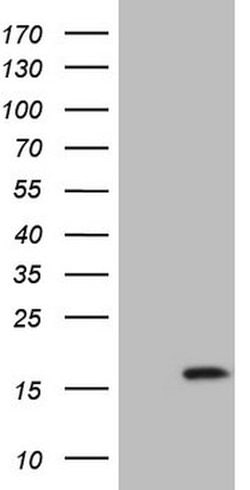 BTG2 Mouse anti-Human, Clone: OTI2G5, lyophilized, TrueMAB 100 &mu;g; Unconjugated:Antibodies,