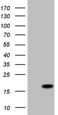 BTG2 Monoclonal Antibody (OTI9D3), TrueMAB , OriGene 100 &mu;L; Unconjugated:Antibodies,